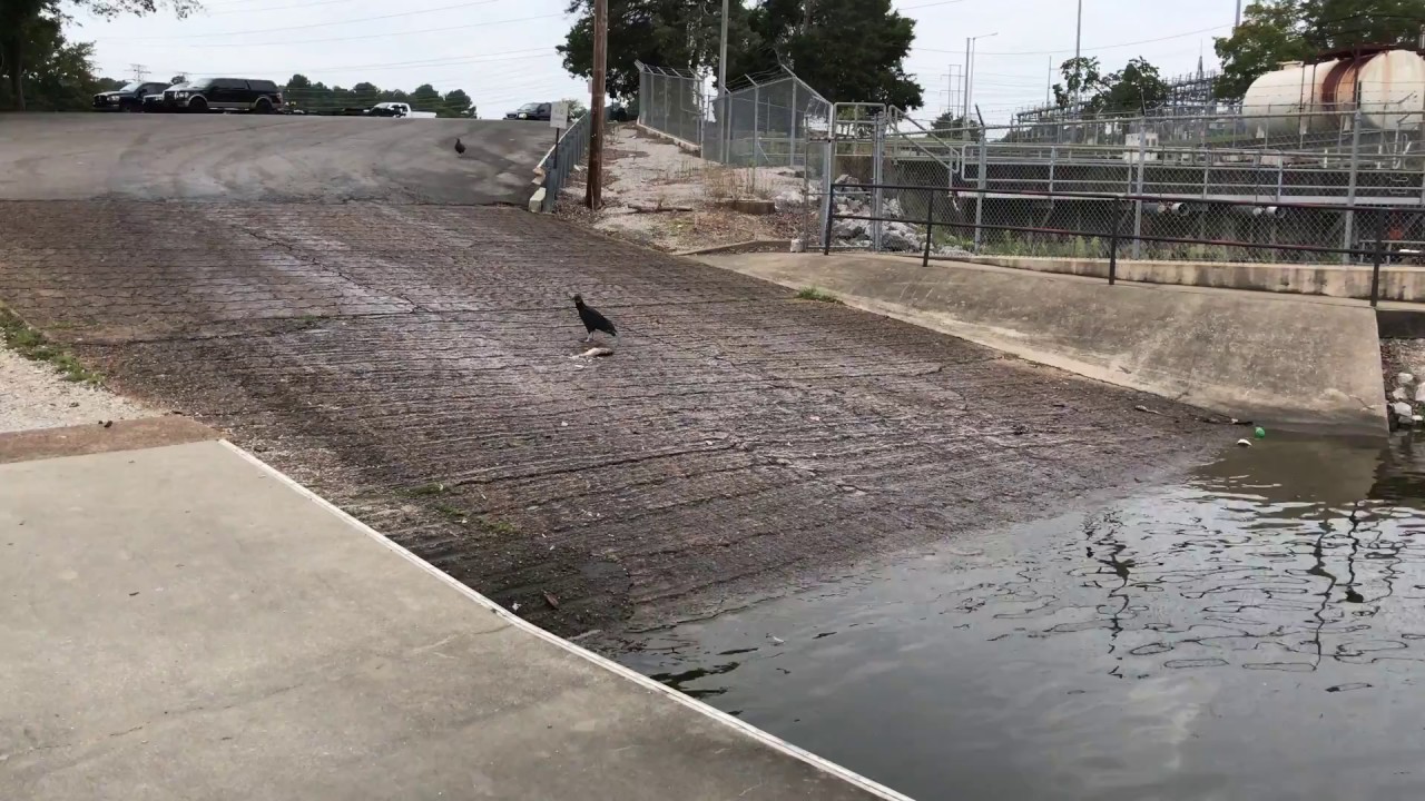 Buzzards on the Boat Ramp YouTube