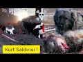 5 Kurt VS Kangal Kapışması ● Wolf Attack ● Yeni Kurt Saldırısı ● Атака волка ● Kangal vs Kurt Sürüsü