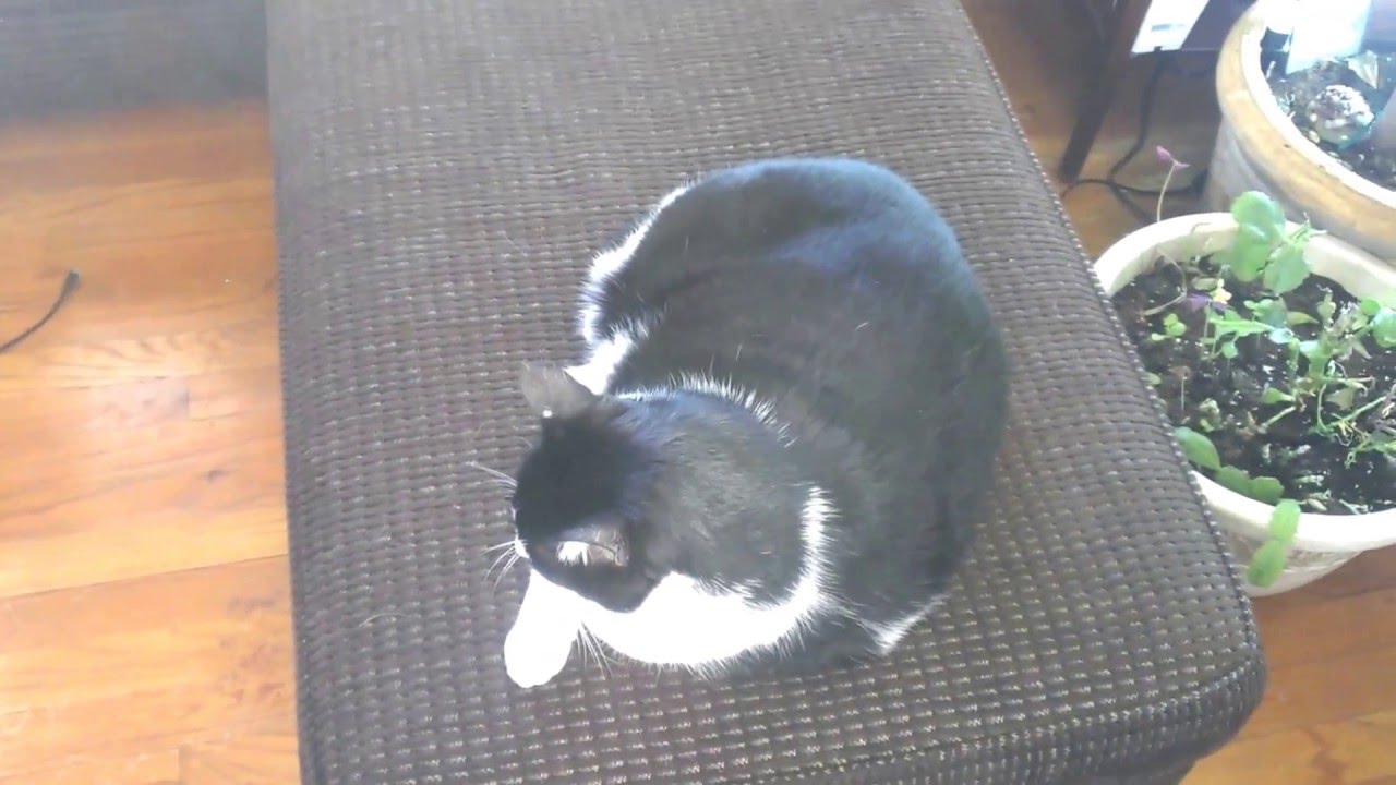 spirits / pets / orbs