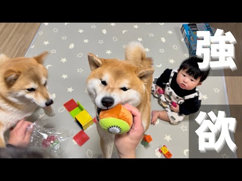 シュタイフ　柴犬　BabyShiba シュタイフ 柴犬 31cm EAN678110