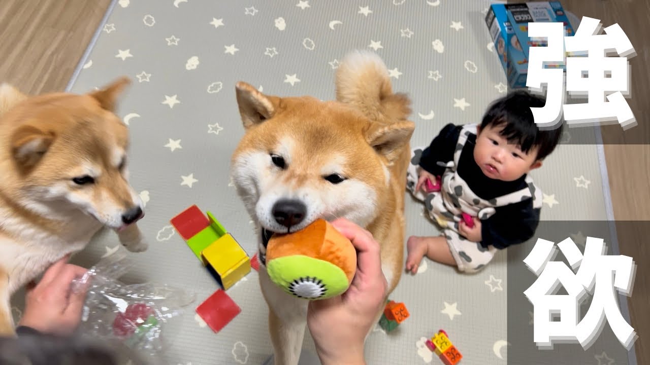 Shiba Inu wriggling around with a baby's toy: greedy, angry