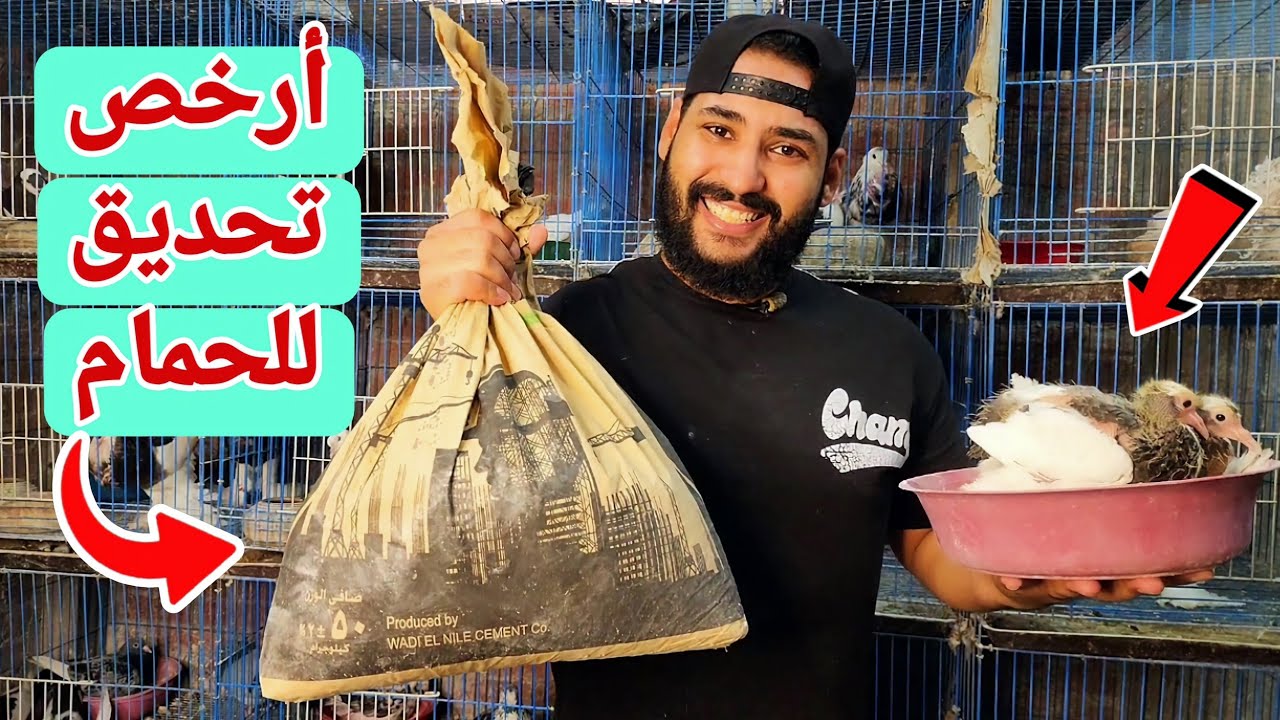 ارخص تحديق للحمام 👌مهم جدا للبيض والزغاليل