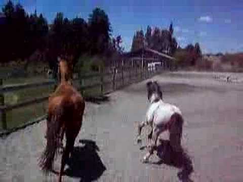 Tassa and Thunder II