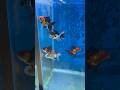 Adding gold fish in my setup..!! #goldfish #shorts #exoticaquariumfish #fish #aquarium
