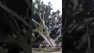 Storm Eunice rips iconic tree in Bude