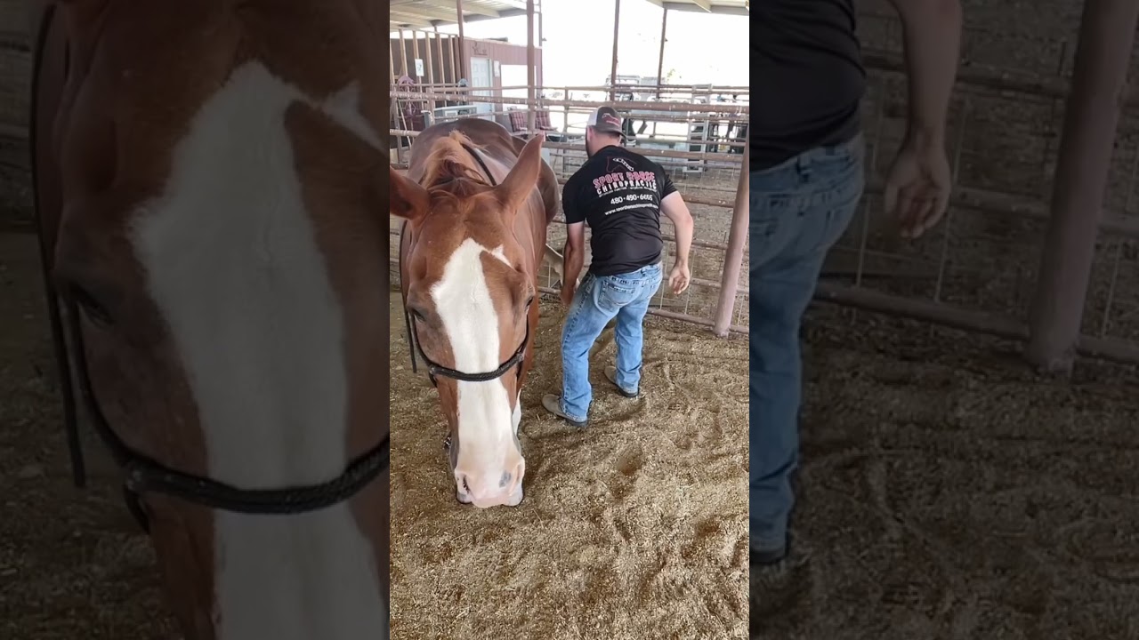 chiropractic is great for horses too! Which side had the hip release