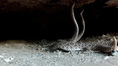 Rattlesnake Den:  Part 2  (Southern Arizona)