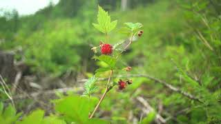 Ecosystem Based Management In The Great Bear Rainforest Kitasoo Forestry Company