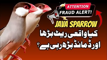 Java finch demand in market | java sparrow market price update | fawn java update