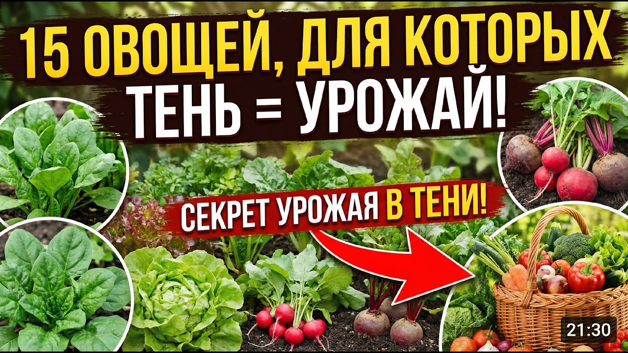 Нет солнца? Не проблема! 15 овощей, которые растут в тени лучше, чем на солнце