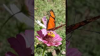 🦋❤ #felicidade #nature #insects #insectos #insetos #insetoslindos #gratitude #gratidão #fly #flying