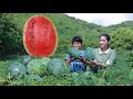 Harvest water melon | Special cook with water melon | Sweet ripe water melon eating