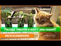 Рассада томатов в мае! С ума сошел!? Это поздно! Блог после заморозков. Мои комментарии