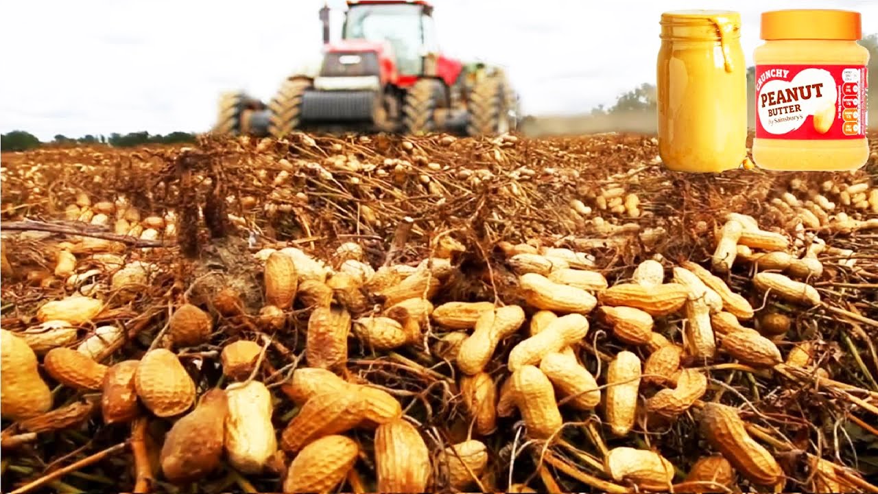 زبدة الفول السوداني - كيف تصنع؟ من الحصاد ومعالجته إلى التعليب