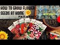 How To Grow Flower Seeds Fast (With Update)