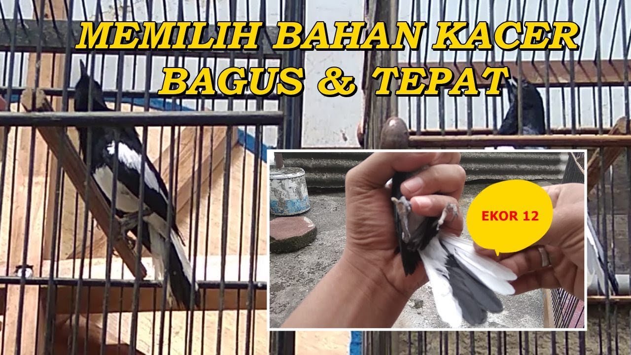 Cara Memilih Burung Kacer Bahan  Yang  Bagus  YouTube