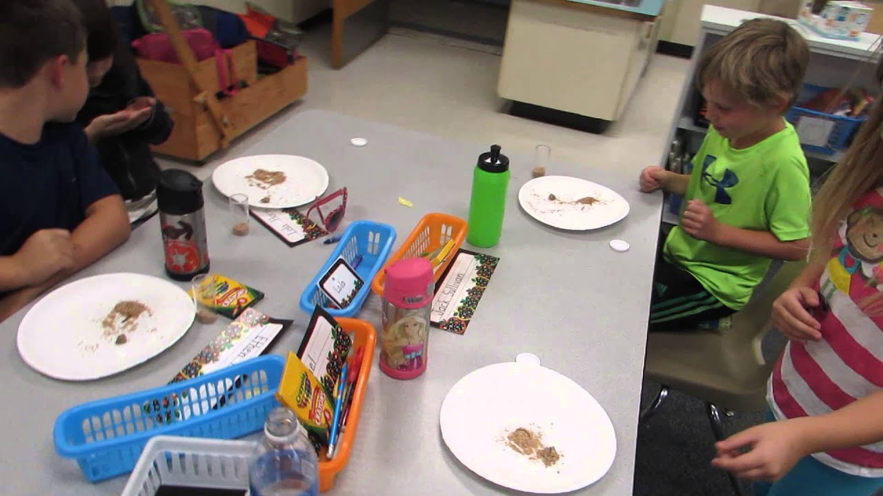 Mealworm Observation One YouTube