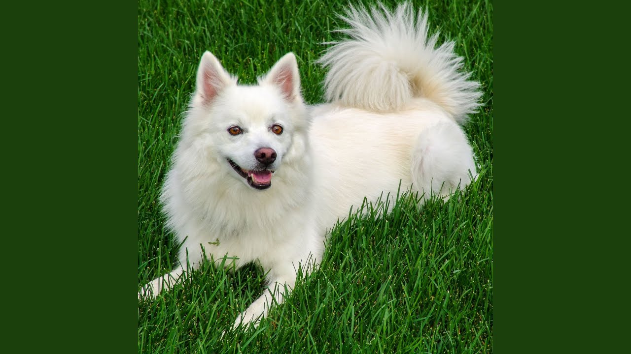 Harmonious Barks and Jazz