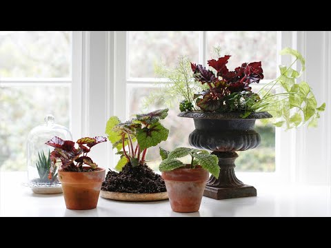 Уход за комнатными растениями в домашних условиях осенью