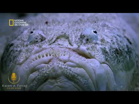 تعليق صوتي ناشيونال جيوغرافيك سمكة مراقب النجوم فويس اوفر