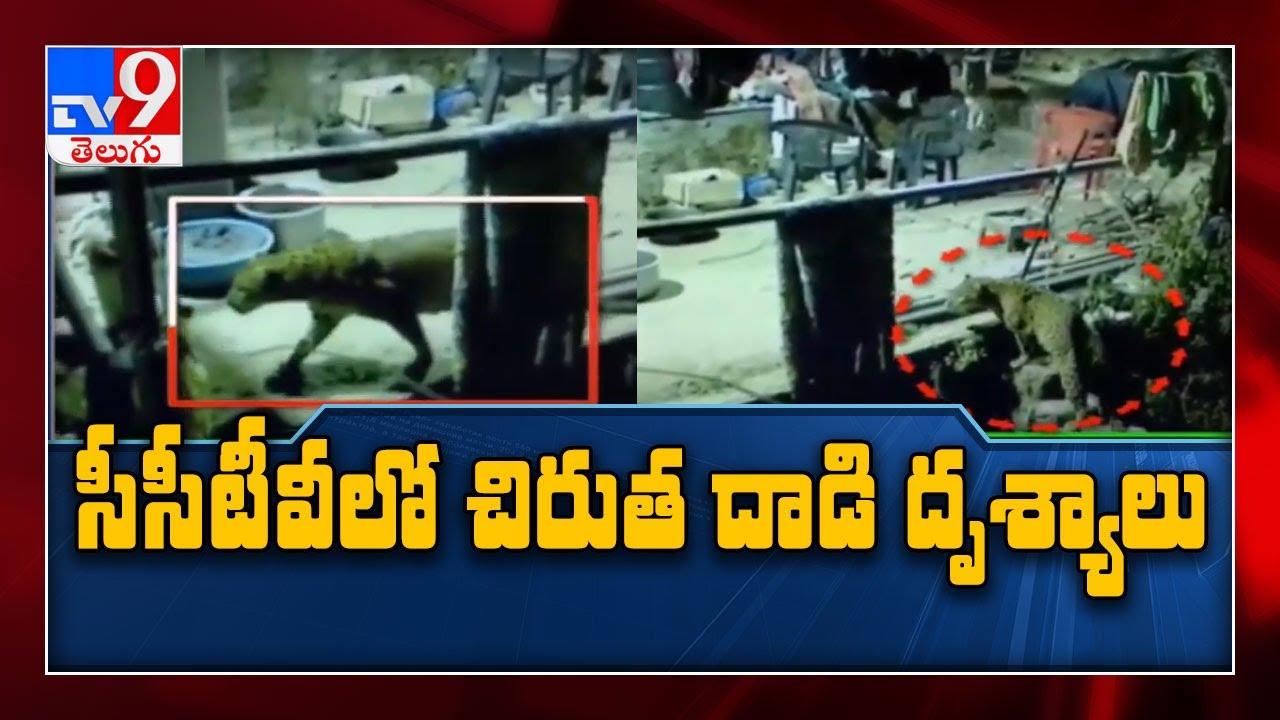 Leopard attacks dog : కుక్కను చంపేసిన చిరుత - TV9