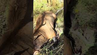 2 Rear Quarters, 1 Trip...