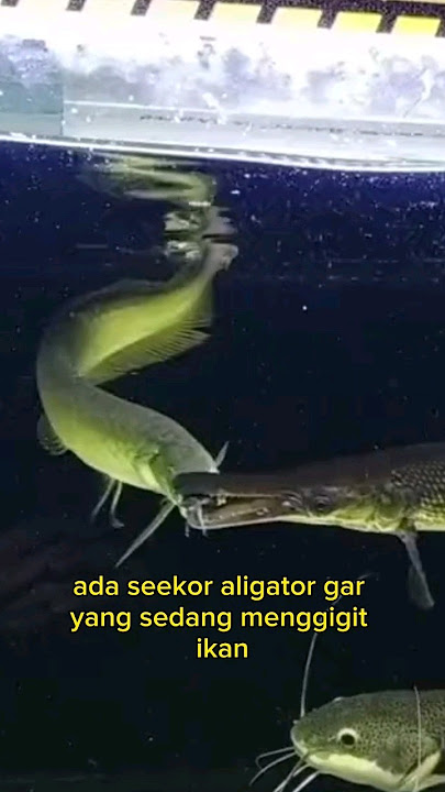 ARWANA Vs ALIGATOR GAR #shorts