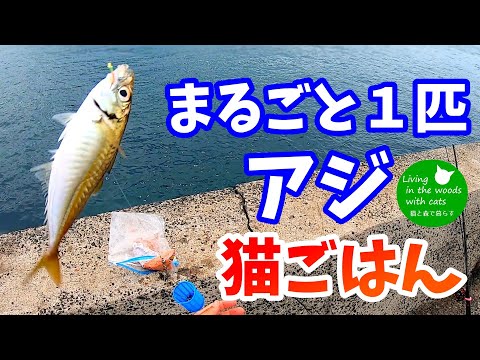 【猫ごはん】アジまるごと１匹ずつあげてみたら！･･･ボリボリかぶり付く！？【見る咀嚼音】