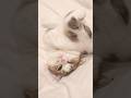 猫ちゃんと主のお布団♥ 今日も１日ありがとう♥お疲れさま。 #cat #猫のいる暮らし #猫のいる生活