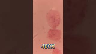 Cheek Cell Under Microscope [#short]🔬🔬| For CBSE Class 9 | Learn Practically