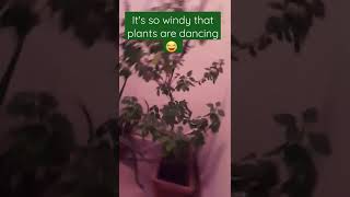 Its Windy Day Be Careful From Cold And Fever