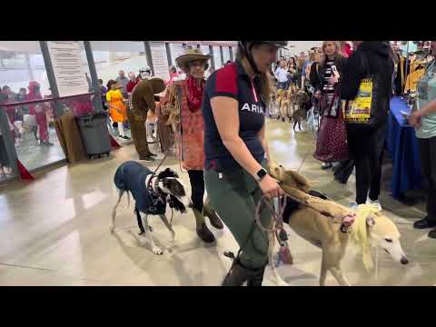 Greyhounds Invade Gettysburg 2024 - YouTube