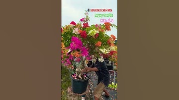 Ngũ sắc thái lùn lực..#shortsvideos