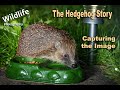 Photographing Wildlife in Gardens | The Hedgehog Story | UK Wildlife and Nature Photography