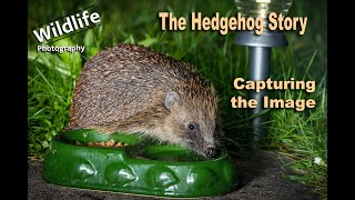 Photographing Wildlife in Gardens | The Hedgehog Story | UK Wildlife and Nature Photography