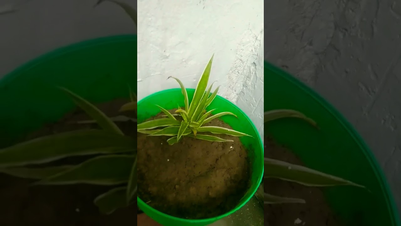 beautiful plant grow by me 💖#garden #gardening #bonsai #bonsai #nature