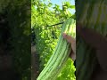 Chinese bitter gourds #garden #gardening #farming