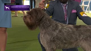 Wirehaired Pointing Griffons | Breed Judging 2023