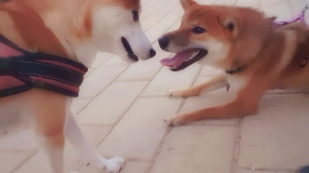 Mila Suki Finally Meet Shiba Inu Puppies