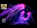 Quiet music to help you fall asleep soothingly, Akakurage_4K UHD, 12HRS