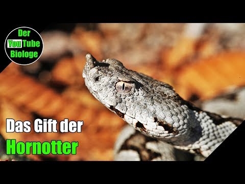 Video: Hornotter: Beschreibung, Lebensraum, Lebensweise
