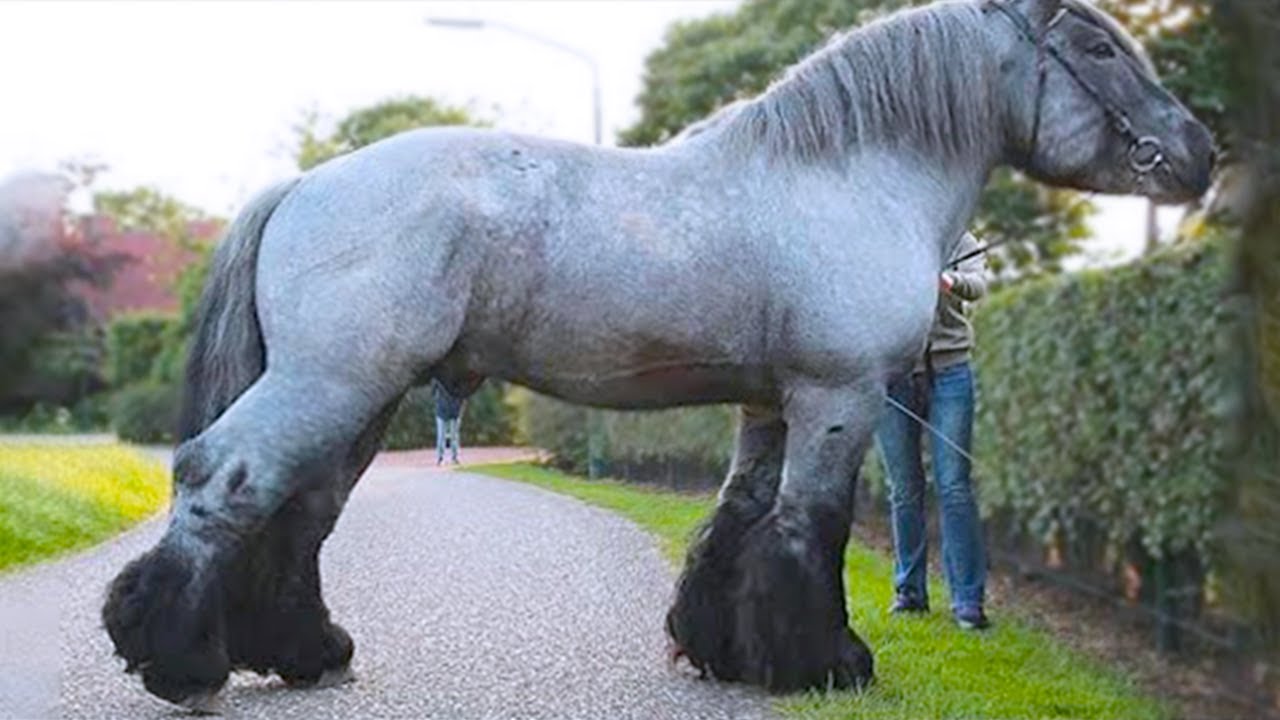 worlds strongest horse