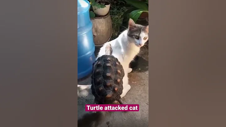 Turtle attacked cat #trending #cat #catlover #viral #turtle #fight #shorts #reels #shortsvideo #yt