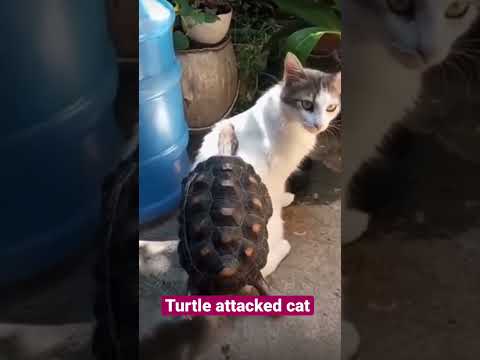 Turtle attacked cat