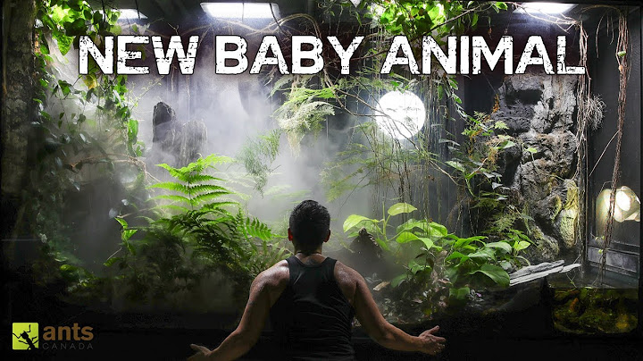 I Came Back to a New Baby Animal Living in My Giant Rainforest Vivarium