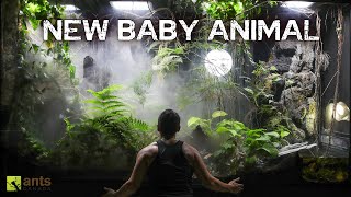 Thumbnail for I Came Back to a New Baby Animal Living in My Giant Rainforest Vivarium