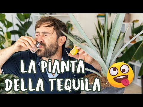 Video: Chi è l'agave azul?