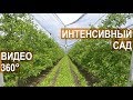 Интенсивный яблоневый сад в ООО Фазенда. Кабардино-Балкария.  Видео в формате 360°