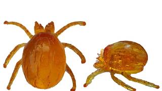 Chapter 1: Basics of scrub typhus and chigger mite vector