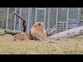 ❤️ЛЕВ Симба УКУСИЛ за попу, отжал бревно и бросился за добычей. #animals #lions #львы